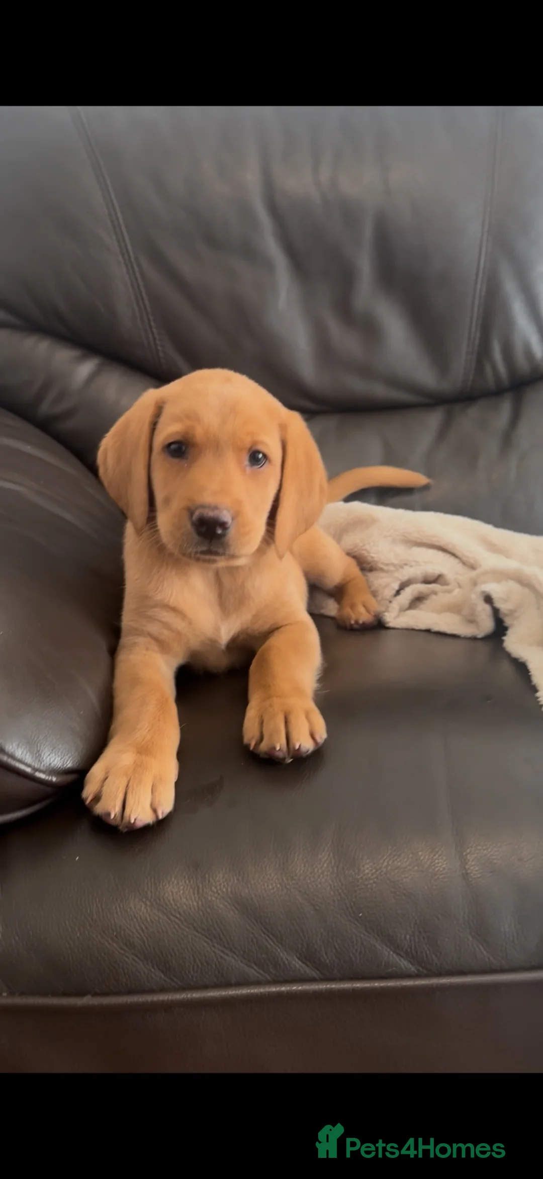 Labrador Retriever dogs for sale: 7 gorgeous kc reg Labradors  - Advert 1