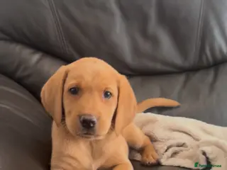 Labrador Retriever dogs for sale: 7 gorgeous kc reg Labradors - Advert 1