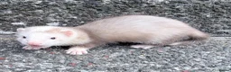 Ferret rodents for sale: Part Angora hob ferret new pic and video added - Advert 10