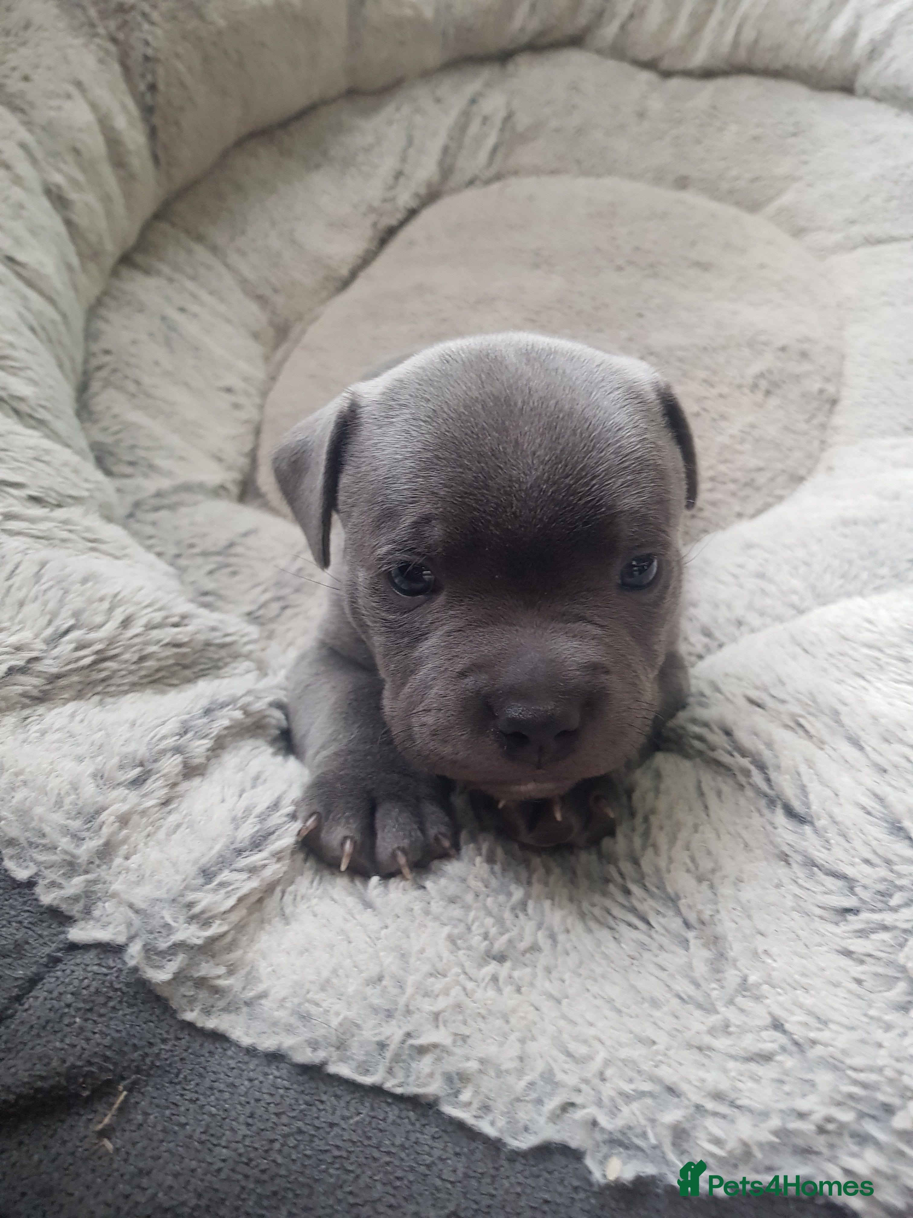 Staffordshire Bull Terrier dogs Blue Staffordshire Bull Terrier Puppy for Sale   - Advert 6