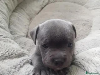 Staffordshire Bull Terrier dogs Blue Staffordshire Bull Terrier Puppy for Sale - Advert 6