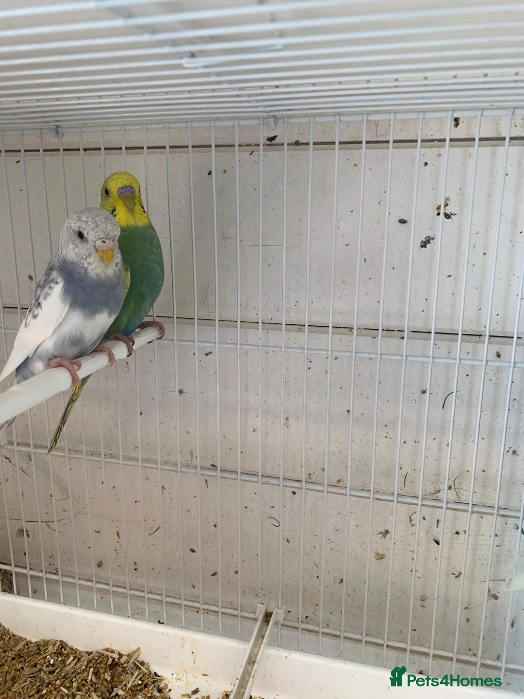 Budgerigars birds for sale: Budgies - Advert 6
