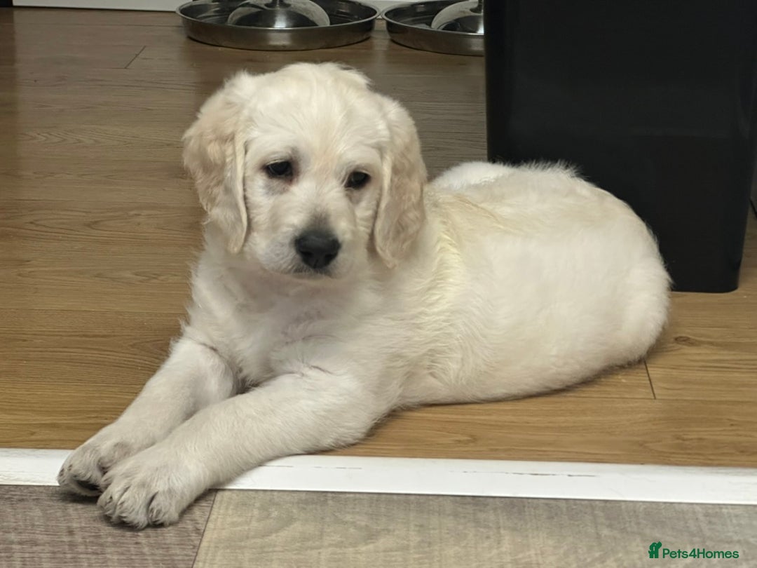 Labradoodle dogs for sale:  Unique,Exceptionally Bred F1 Labradoodles 🐾19/05 in Bristol - Image 13
