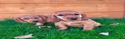 Cocker Spaniel dogs for sale: Golden Show CockerSpaniel Babies 🐾🐾🐾 - Advert 8