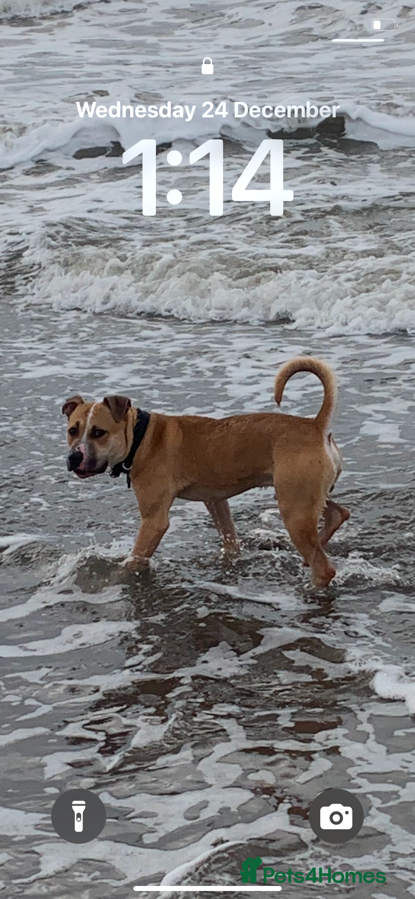 American Bull Staffy dogs Staffordshire bull terrier cross - Advert 10