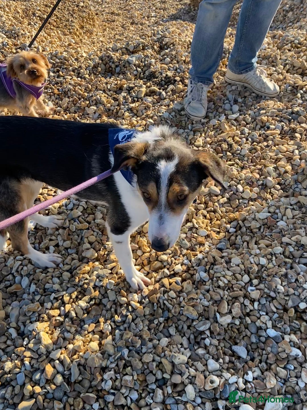 Mixed Breed dogs for adoption: Angel 👼🏼  - Advert 4