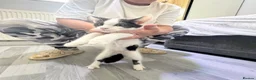 Mixed Breed cats for sale: Half Maine coon kittens  - Advert 6