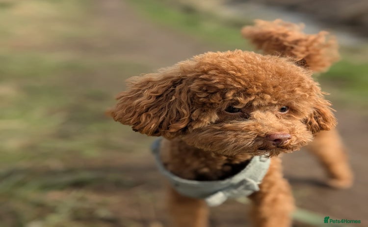Toy Poodle dogs - Advert 11