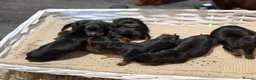 Miniature Dachshund dogs for sale: Miniature dachshund  - Advert 7