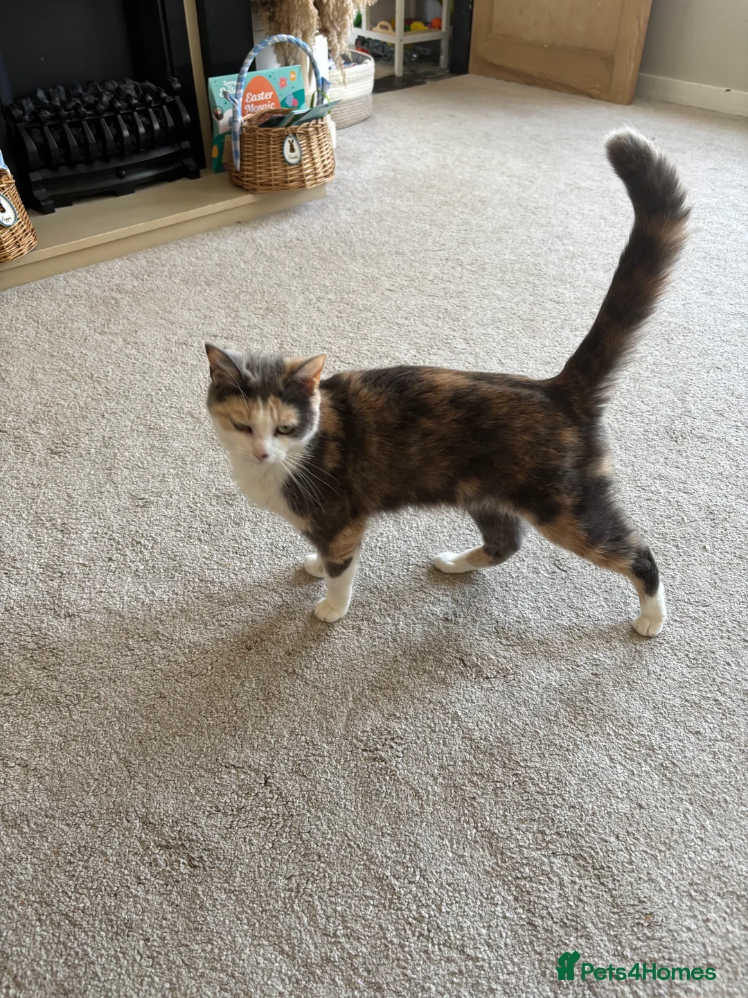 Mixed Breed cats for sale: Fluffy tricolour calico kittens in Derby - Advert 2