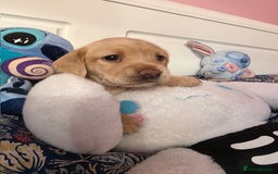 Mixed Breed dogs for sale: Cocker Spaniel Puppies – 4 Weeks Old - reserve now - Advert 7