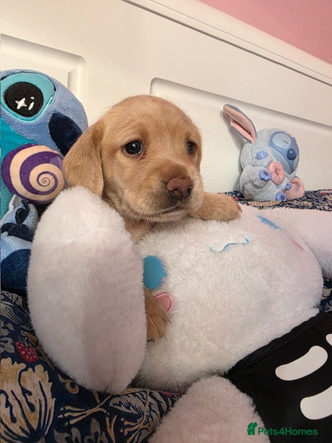 Mixed Breed dogs for sale: Cocker Spaniel Puppies – 4 Weeks Old - reserve now - Advert 7