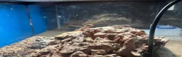 Lizard reptiles for sale: 5 healthy baby dwarf sungazer lizards in Crewe - Advert 5