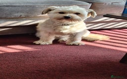 Chorkie dogs for sale: Chewie the Chorkie - Image 3