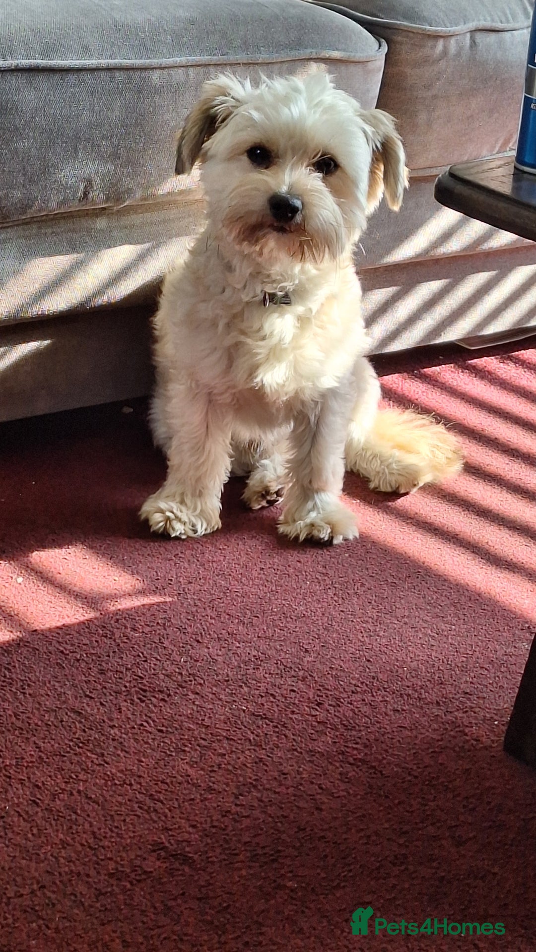 Chorkie dogs for sale: Chewie the Chorkie - Image 3