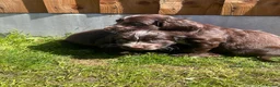 Cocker Spaniel dogs for sale: Show type cocker spaniel puppies  - Advert 18
