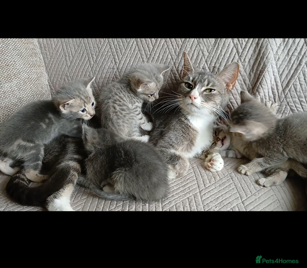 Bengal cats BLUE Bengal Cross Kittens  - Advert 4