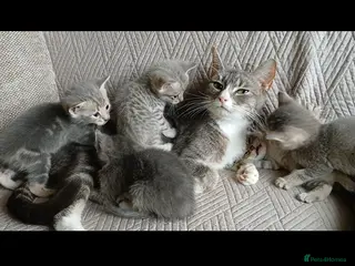 Bengal cats BLUE Bengal Cross Kittens - Advert 4