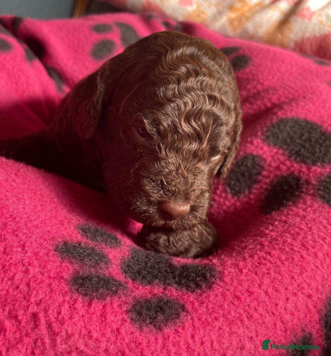 Cockapoo dogs for sale: Cockapoo pups  - Image 4