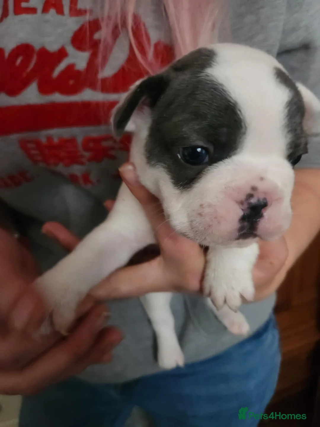 French Bulldog dogs for sale: Frenchie puppies - Advert 20