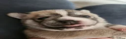 Pomsky dogs for sale: 2 boy Beautiful unusual marking frenchie pomsky  in Southend-on-Sea - Advert 14