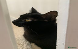 Domestic Shorthair cats for sale: Olive - Small black female cat - Image 3