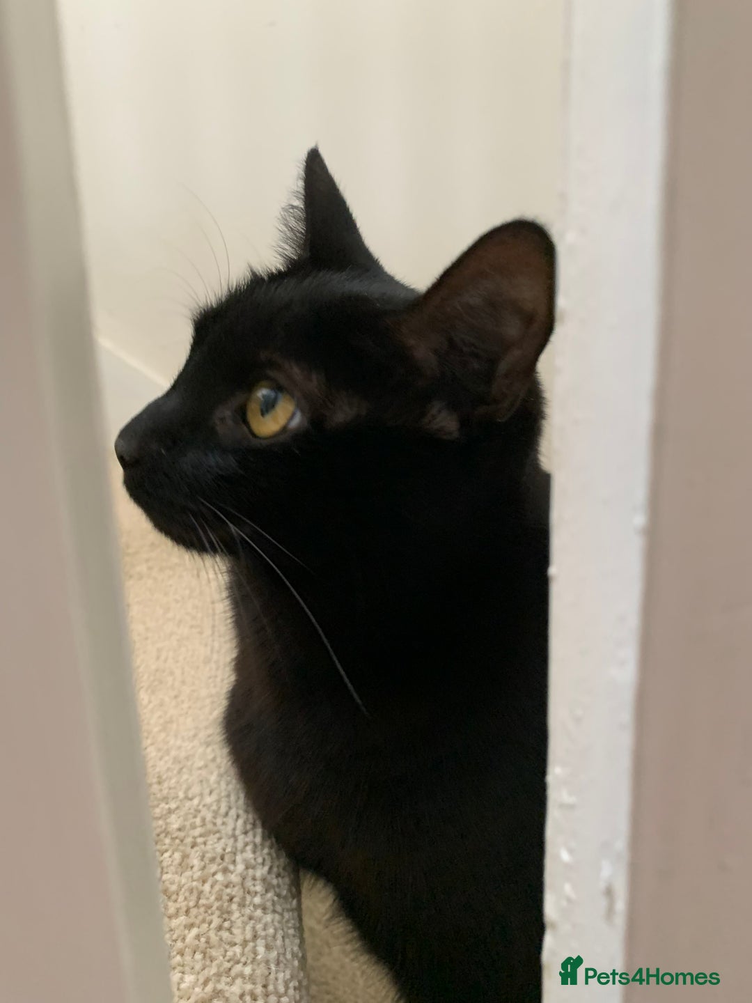 Domestic Shorthair cats for sale: Olive - Small black female cat - Image 3