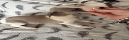 Whippet dogs for sale: Amazing whippet puppies  - Advert 15