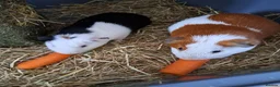 Guinea Pig rodents for sale: Guinea Pig s  - Advert 2