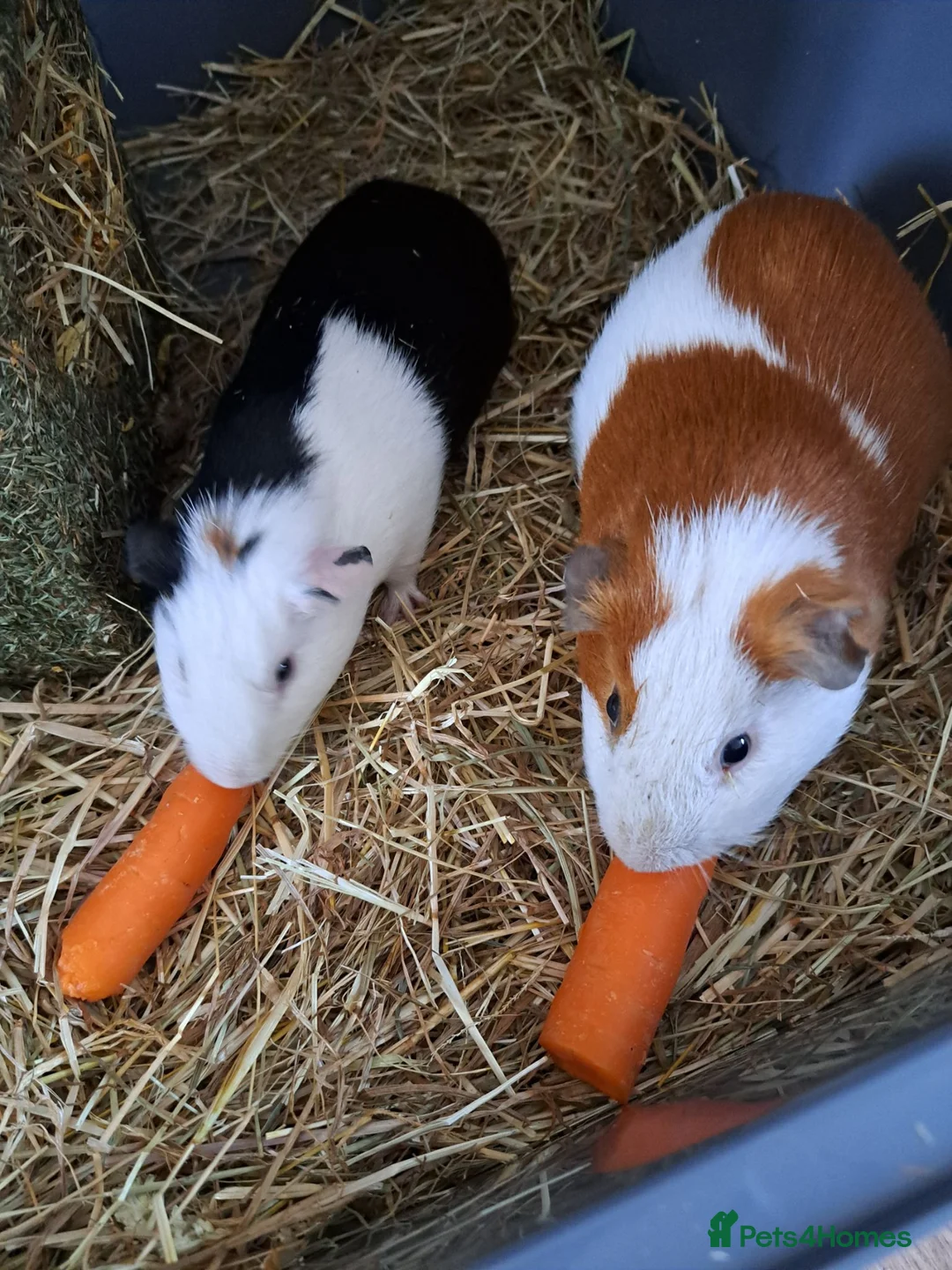 Guinea Pig rodents for sale: Guinea Pig s  - Advert 2