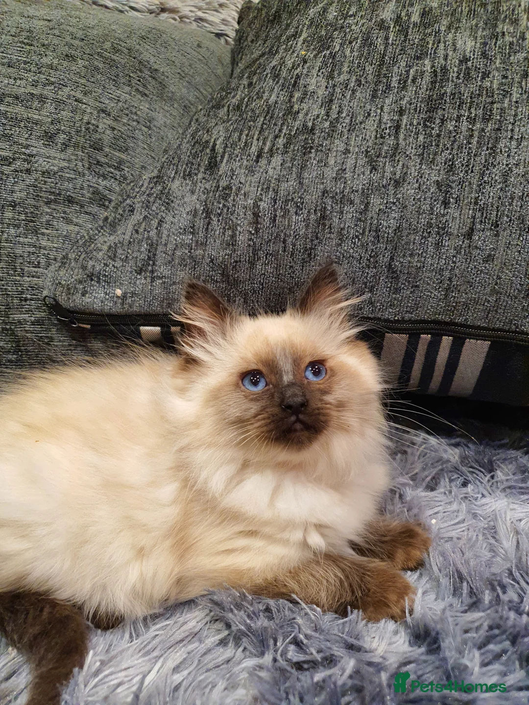 Ragdoll cats for sale: 💖Beautiful GCCF Registered Ragdoll Kittens💖 - Advert 19