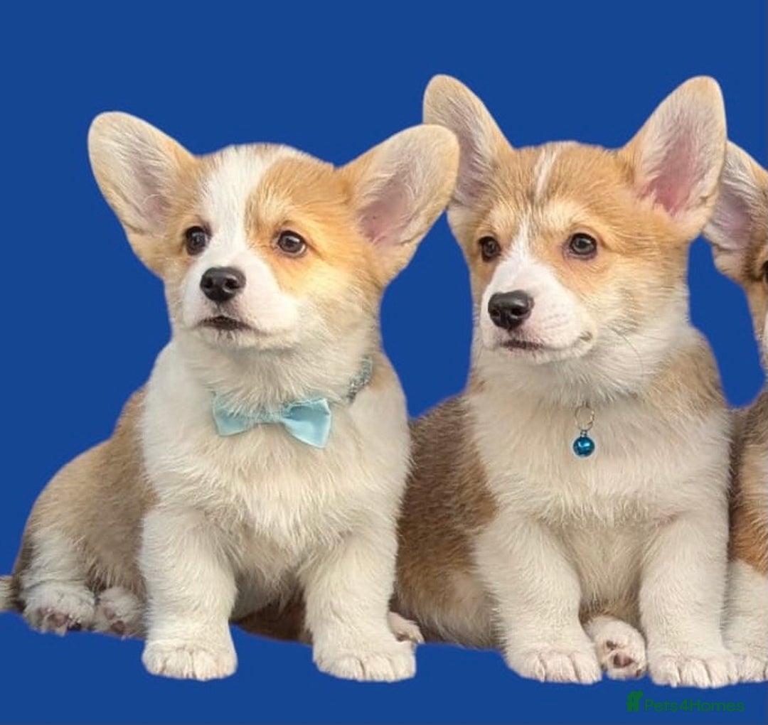 Welsh Corgi Pembroke dogs for sale: Health tested Quality Pembrokeshire Corgie Puppies - Image 3