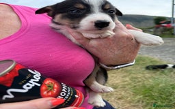 Border Collie dogs for sale: Mid Wales border collie pups  - Image 12