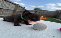 French Bulldog dogs for sale: Hikema X Cheeko (French bulldogs) - Image 7