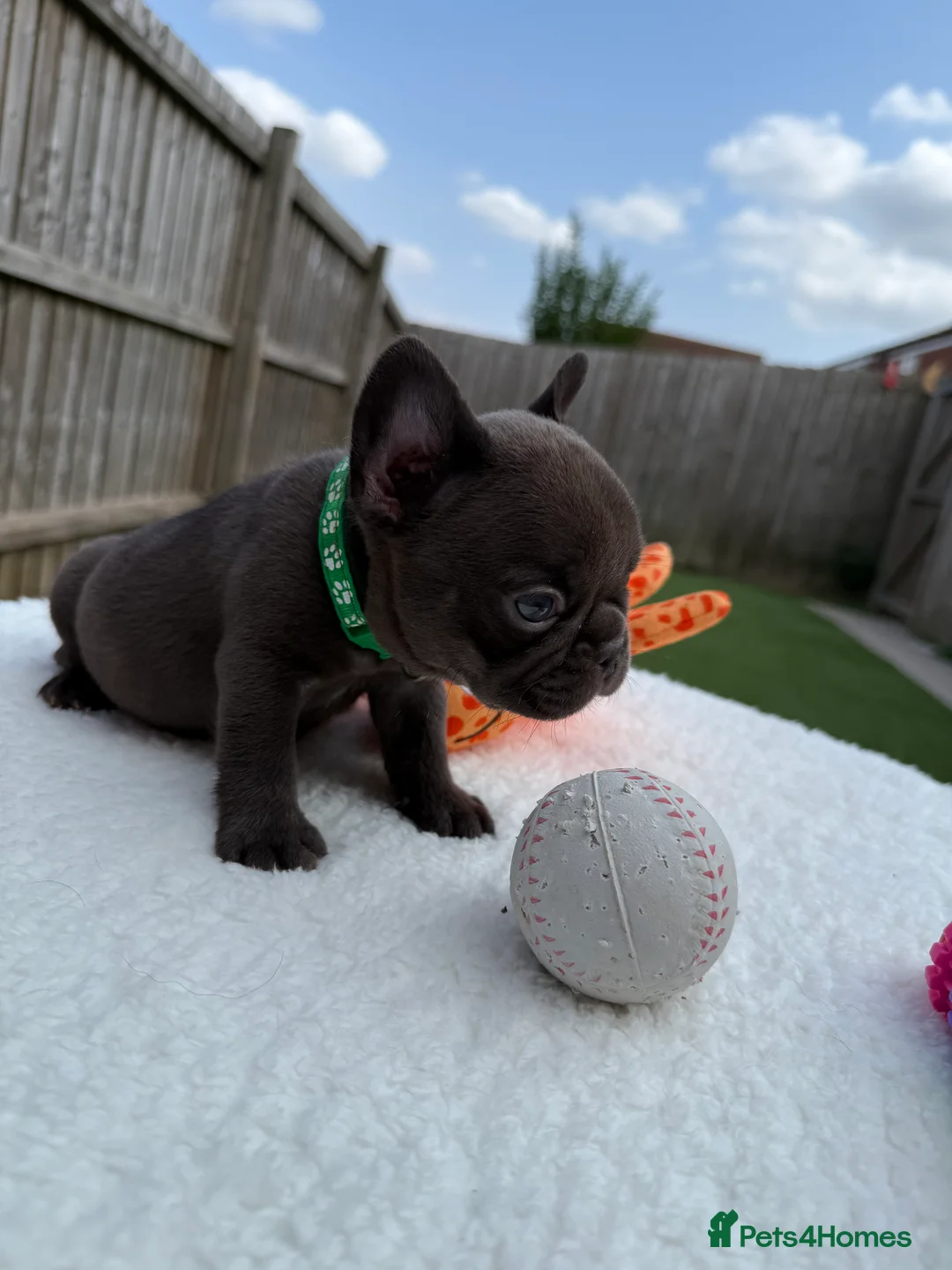 French Bulldog dogs for sale: Hikema X Cheeko (French bulldogs) - Advert 19