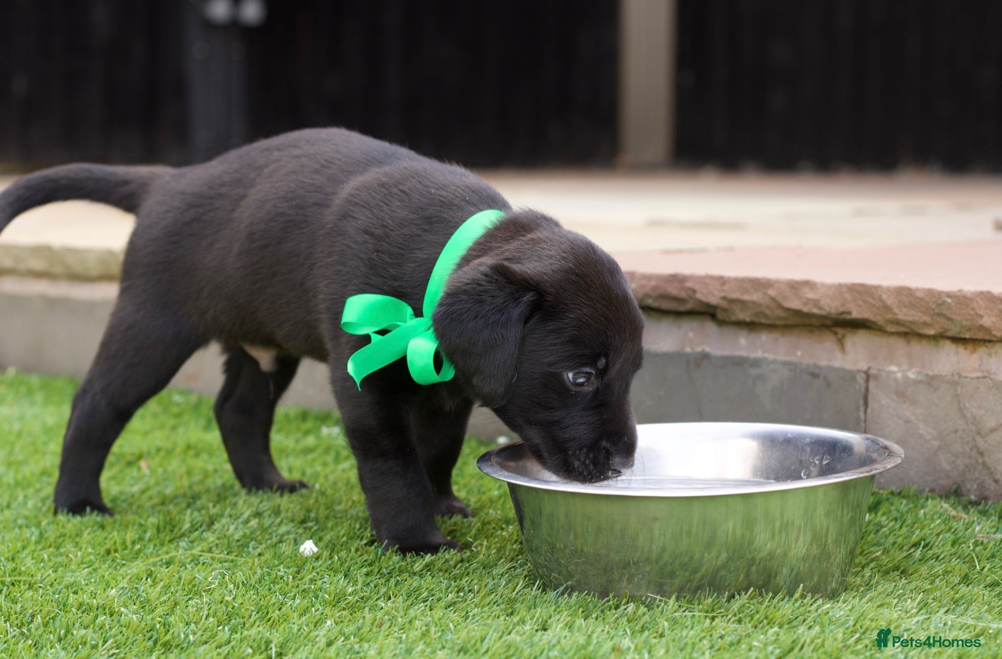 Labrador Retriever dogs KC registered stunning black labradors  - Advert 2