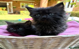 Russian Blue cats for sale: Crossed RussianBlue Kittens - Image 7