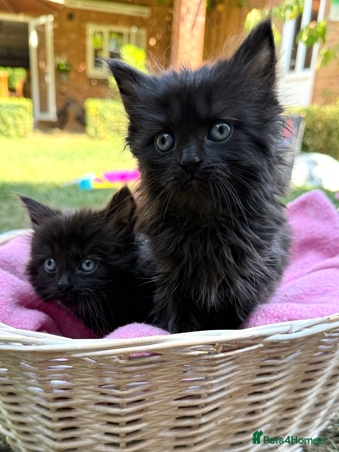 Russian Blue cats for sale: Crossed RussianBlue Kittens - Image 7