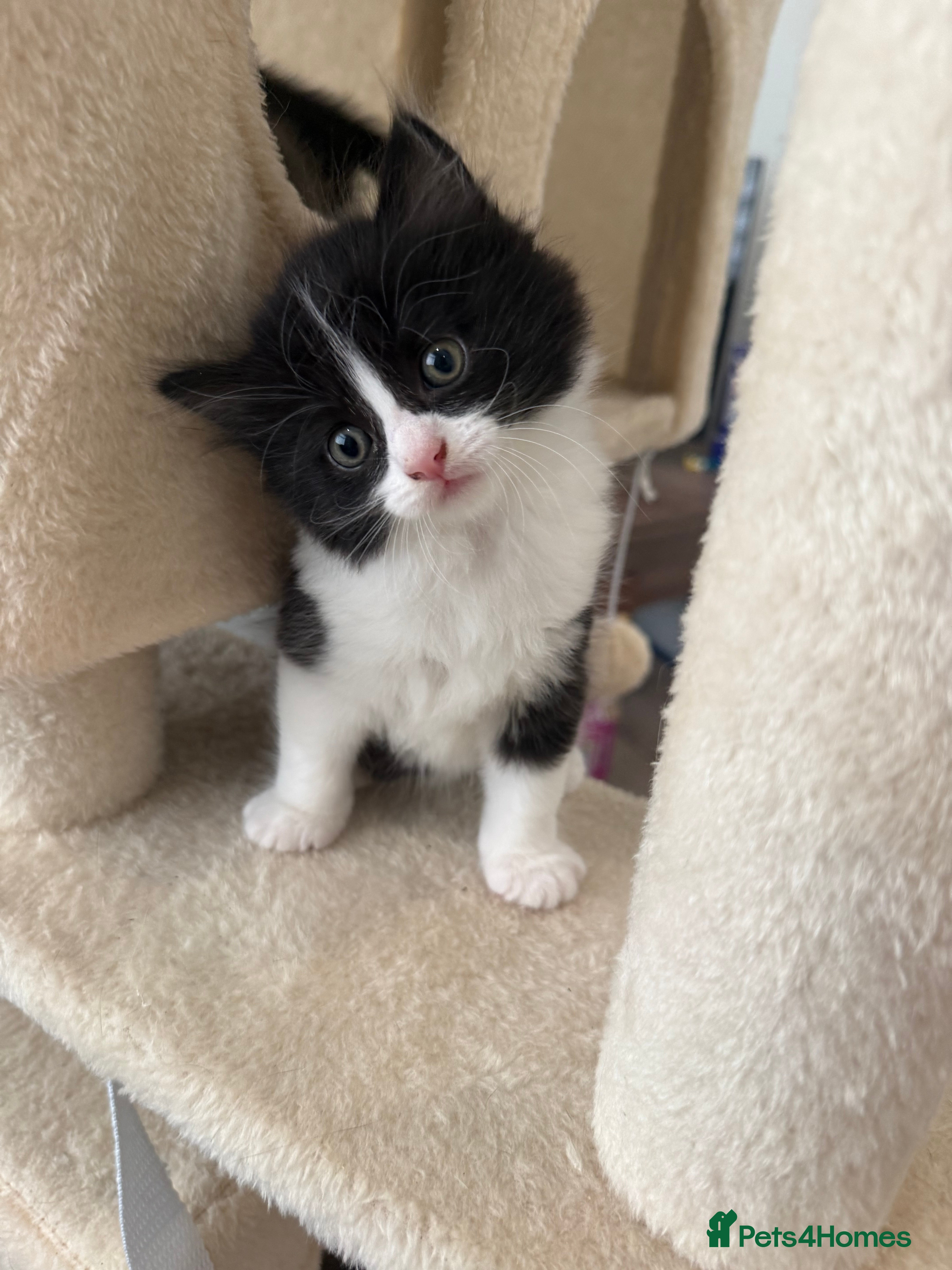 British Shorthair cats for sale: Beautiful mixed breed kittens  in Loughton - Advert 6