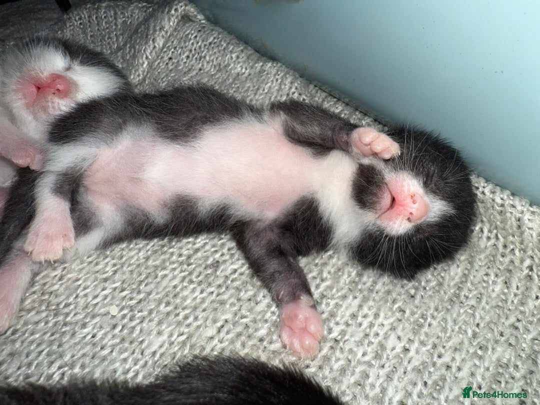 Mixed Breed cats for sale: 4 beautiful kittens for sale  - Image 4