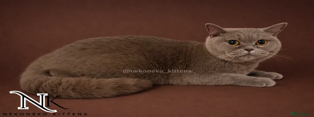 Mochi