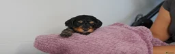 Cavapoo dogs for sale: Cute Cavapoo Puppies Looking for Forever Homes - Advert 32