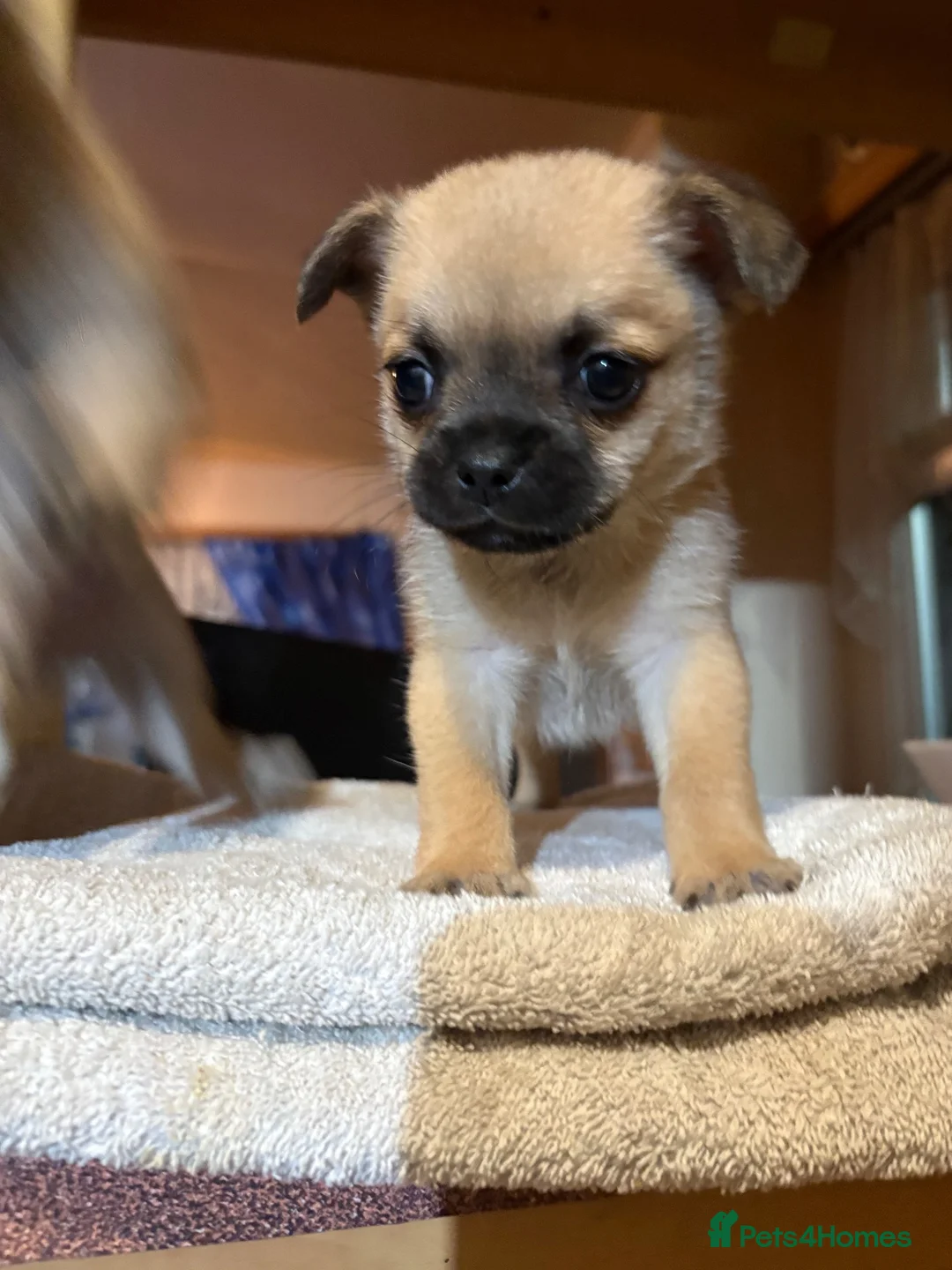 Mixed Breed dogs for sale: Pug x Pom puppies - Advert 2