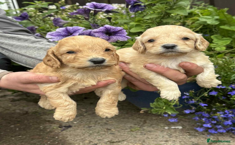 Cockapoo dogs - Advert 10