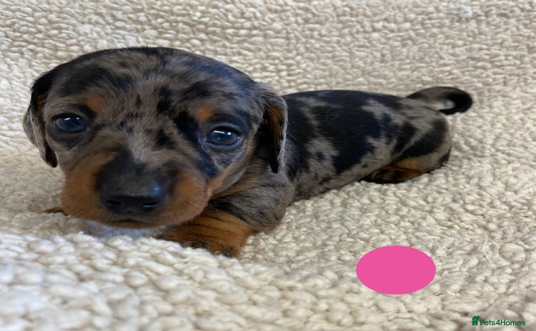 Miniature Dachshund dogs - Advert 7