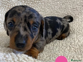 Miniature Dachshund dogs - Advert 7