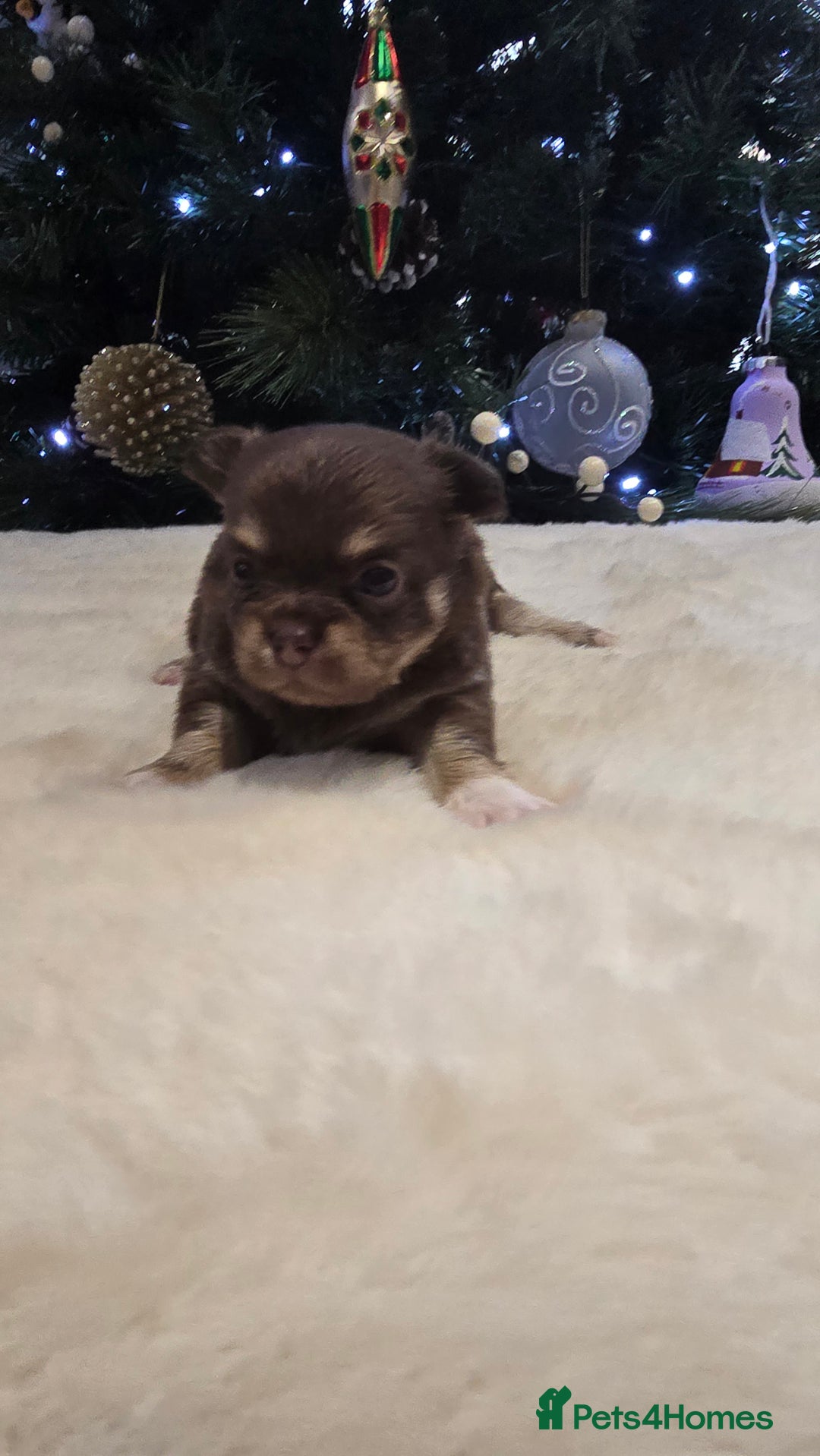 Chihuahua dogs for sale: Chihuahua puppies Russian ancestry with perfect bo - Advert 18