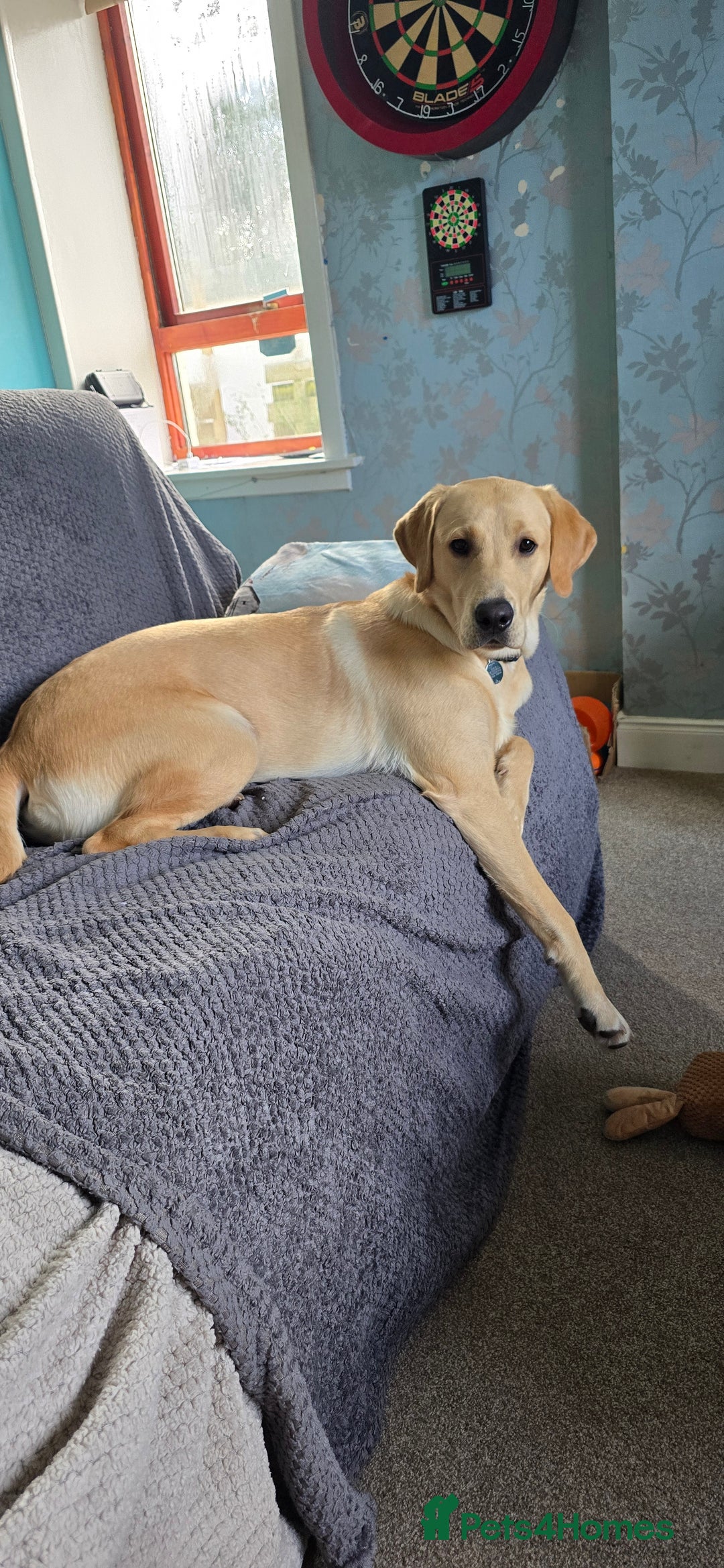 Labrador Retriever dogs for sale: Wanted loving home for bear  - Image 7