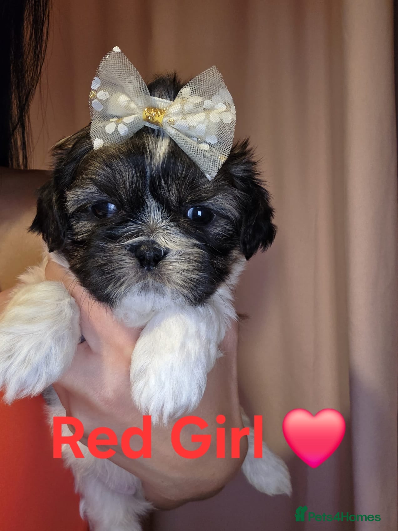 Shih Tzu dogs 🥰Adorable Shih Tzu girl🥰 Last girl left ❤️ - Advert 11