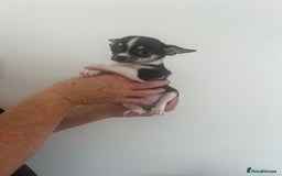 Chihuahua dogs for sale: Beautiful boy chihuahuas  - Image 2